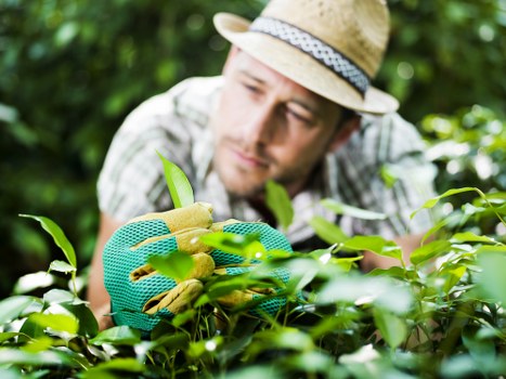 Expert tree pruning and maintenance